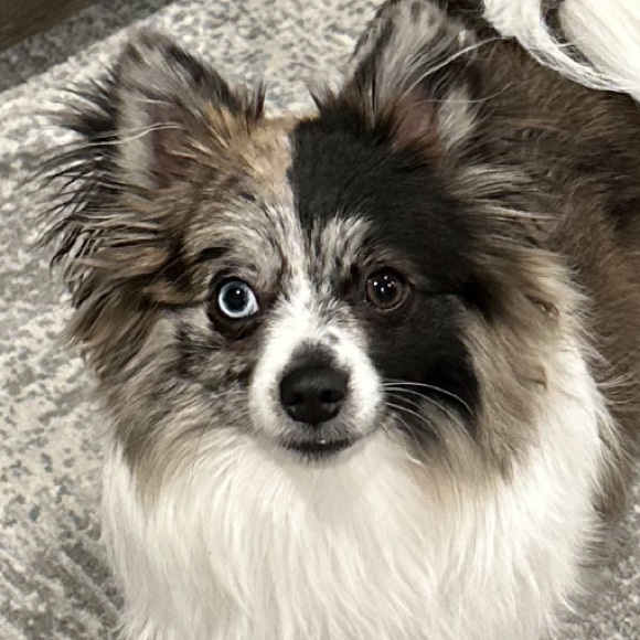 Meet your Posher - Picture 2 of 8